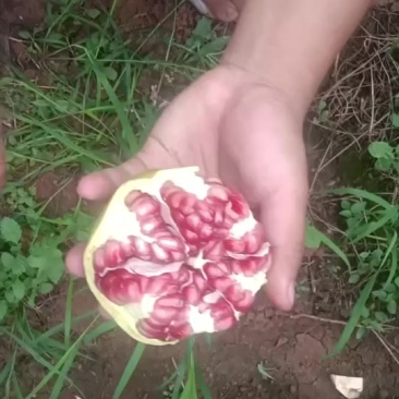 突尼斯软籽石榴高二级