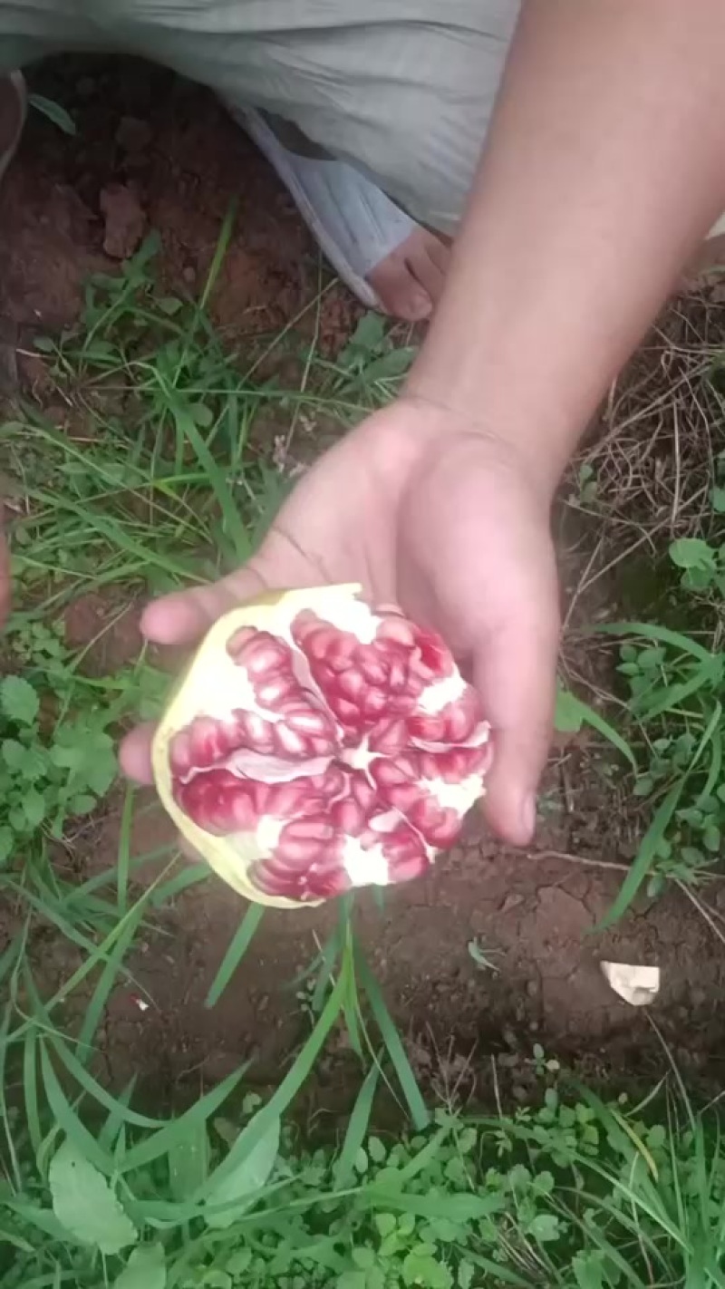 突尼斯软籽石榴高二级