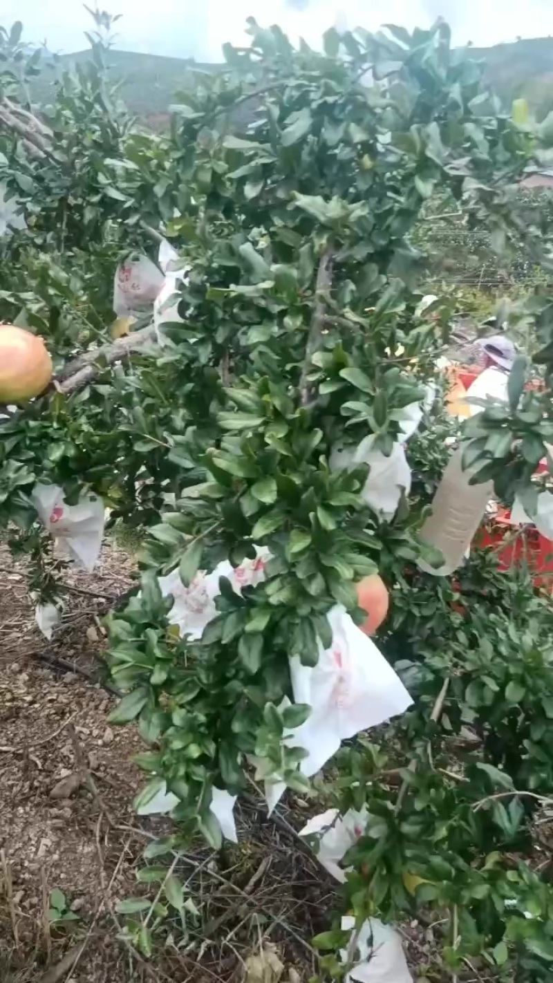 突尼斯软籽石榴高二级