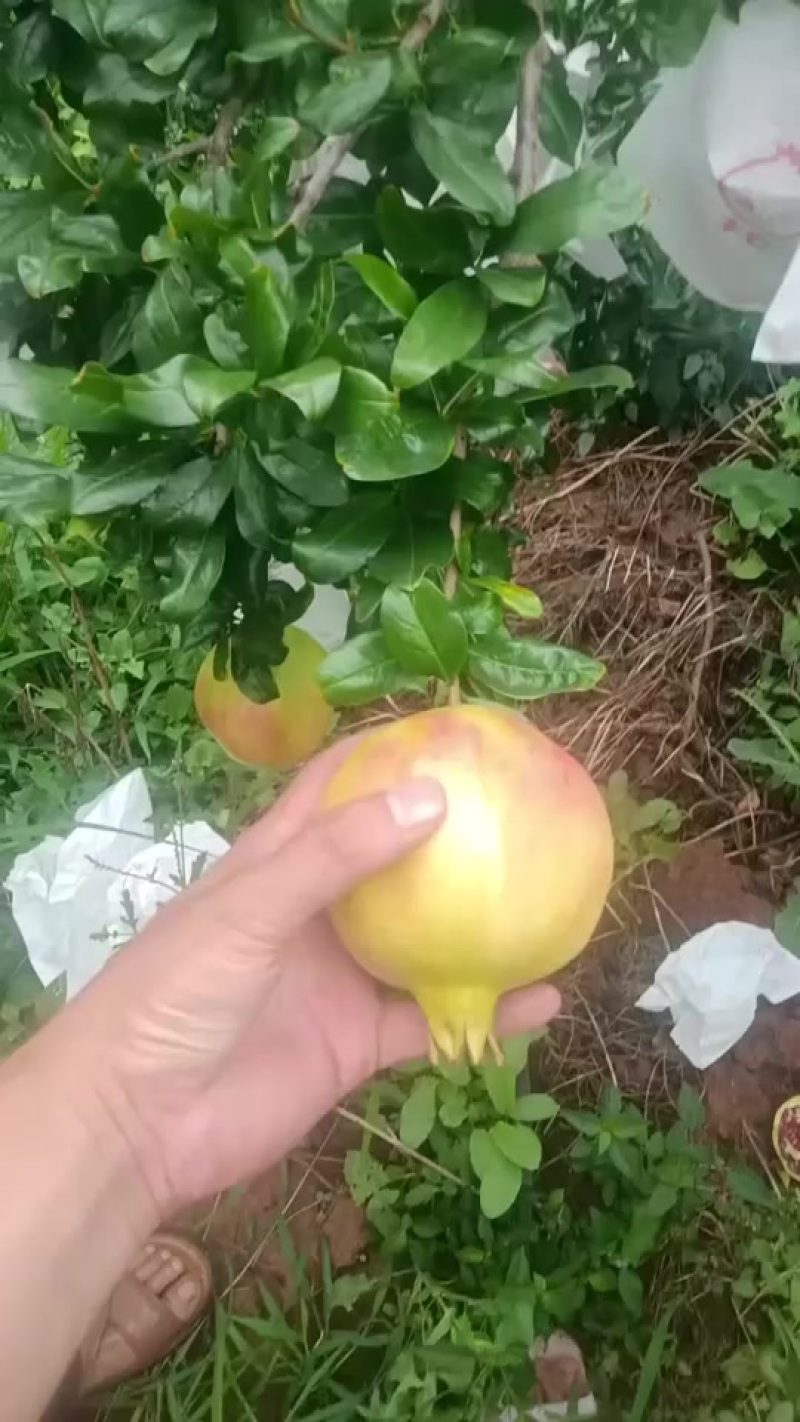 突尼斯软籽石榴高二级