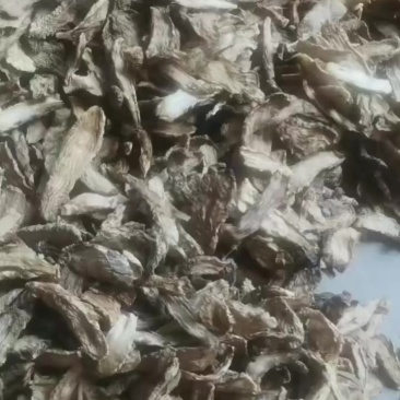 肉苁蓉