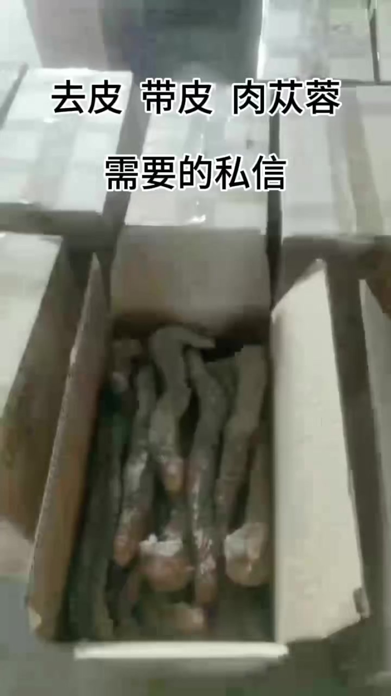 肉苁蓉