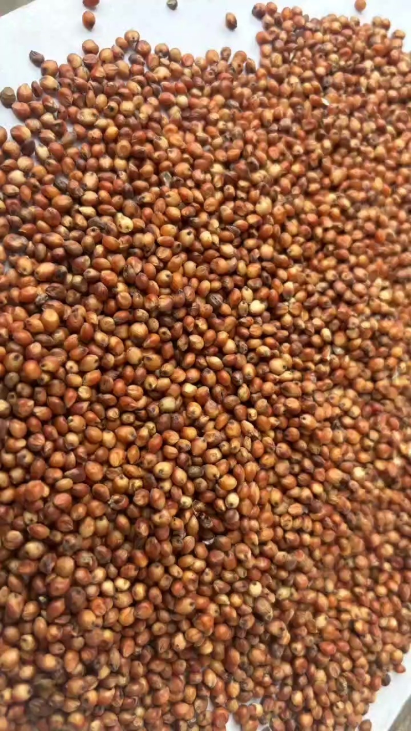美粮奥粮阿粮