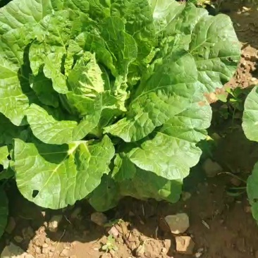 蔚县甘蓝，精品白菜