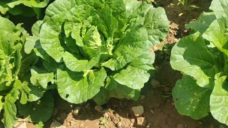 蔚县甘蓝，精品白菜