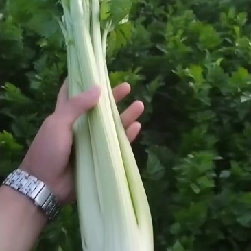 定西芹菜