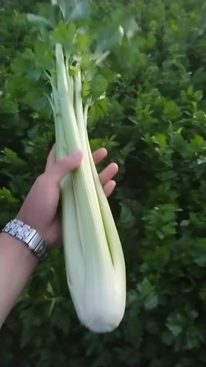 定西芹菜