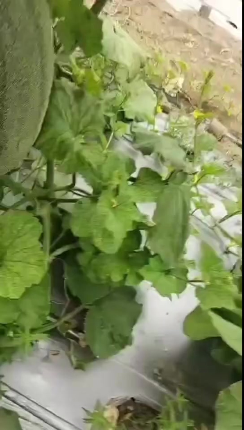 哈密瓜