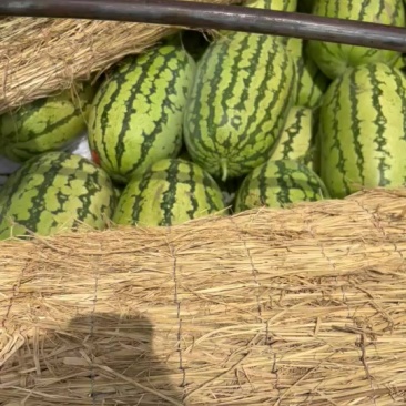 宁夏硒砂瓜/产地直发