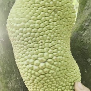 海南大地红榴莲蜜