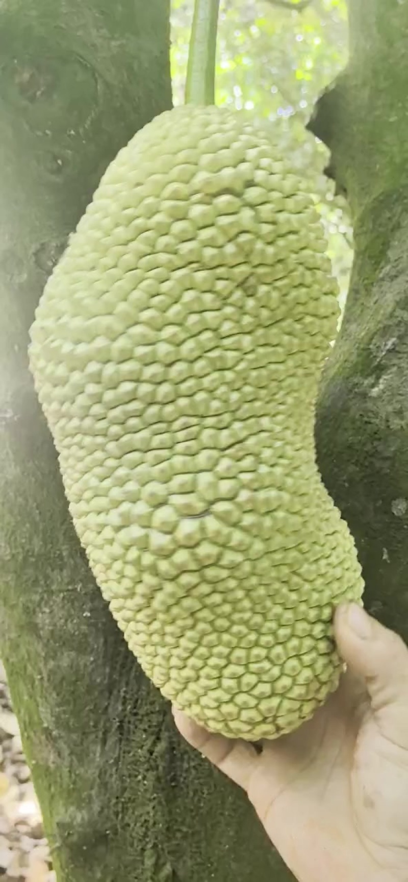 海南大地红榴莲蜜