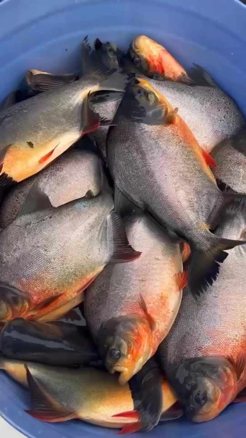 东莞配送，鲳鱼，300斤起送