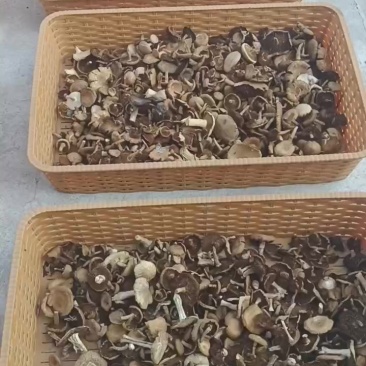 草蘑菇
