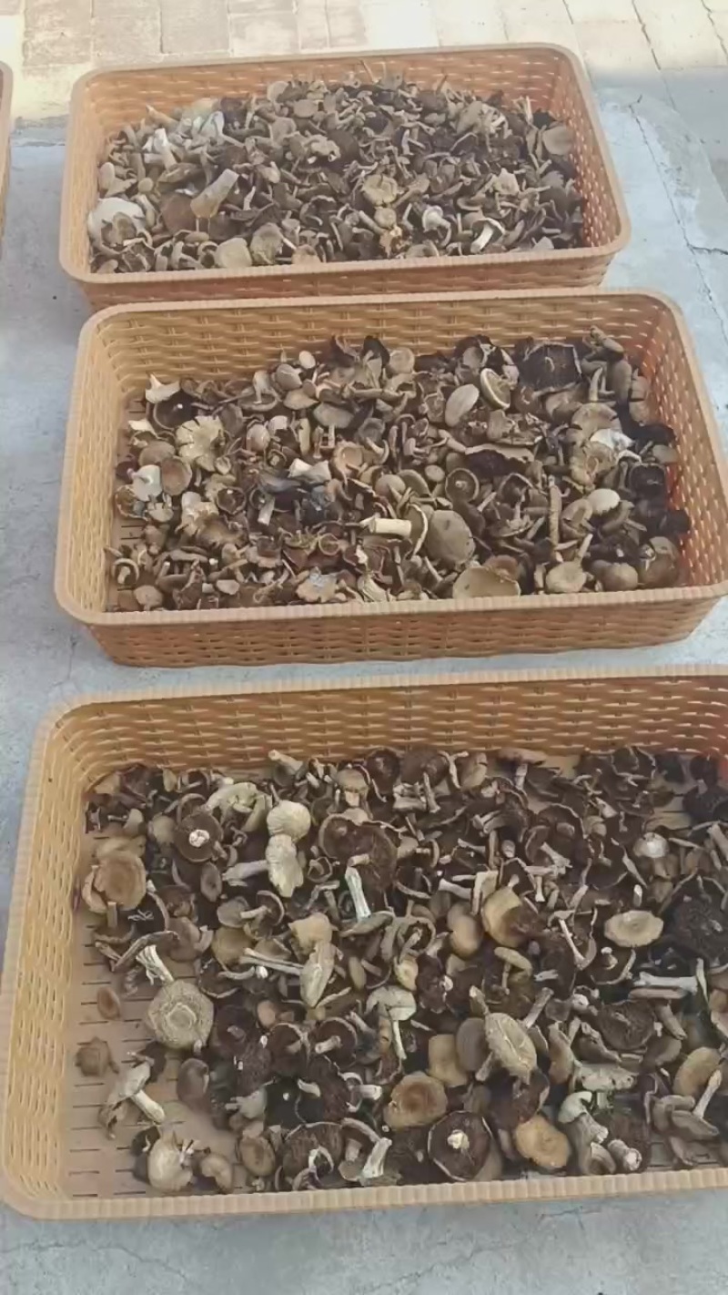 草蘑菇