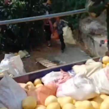 柚子