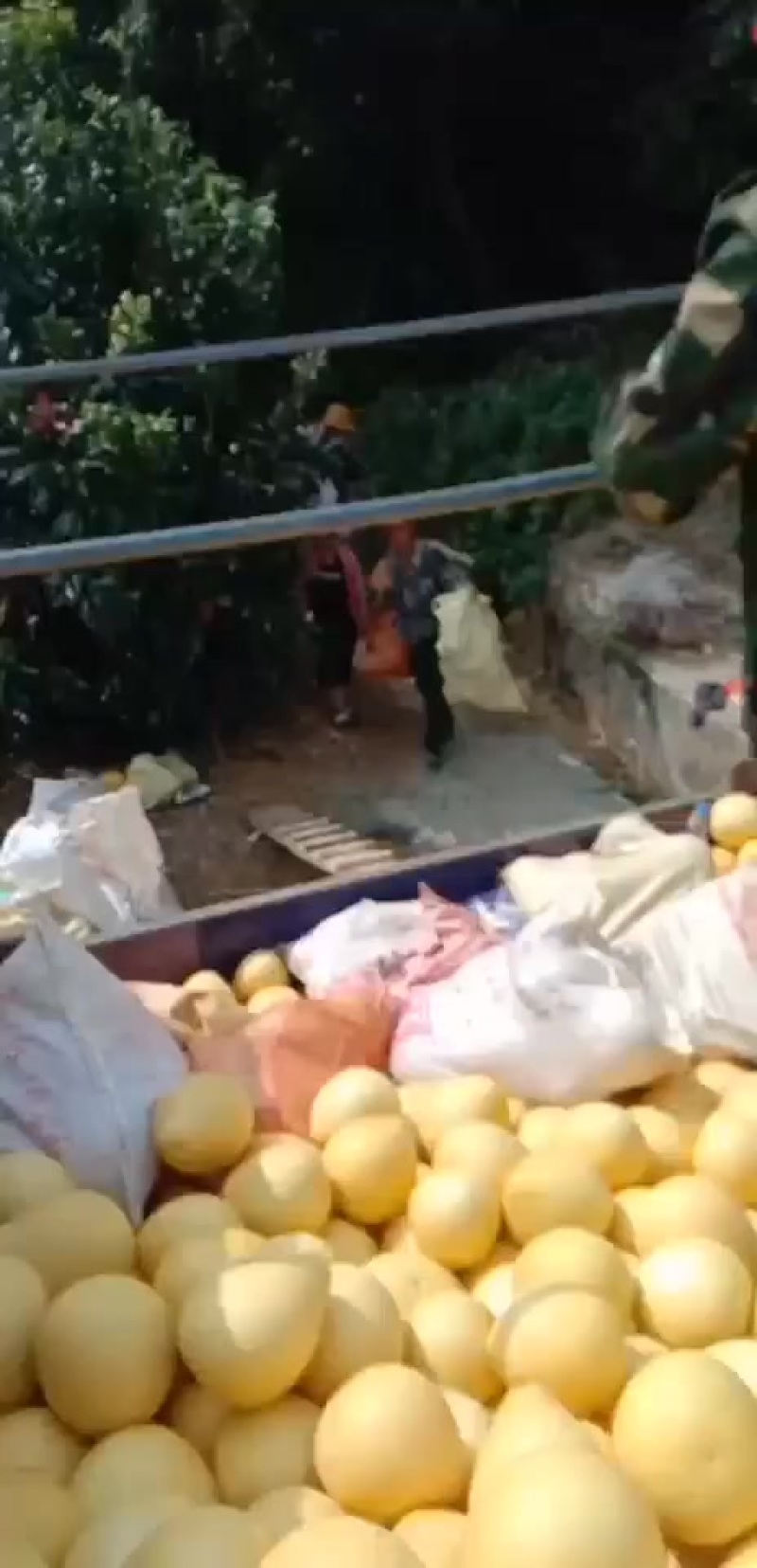 柚子