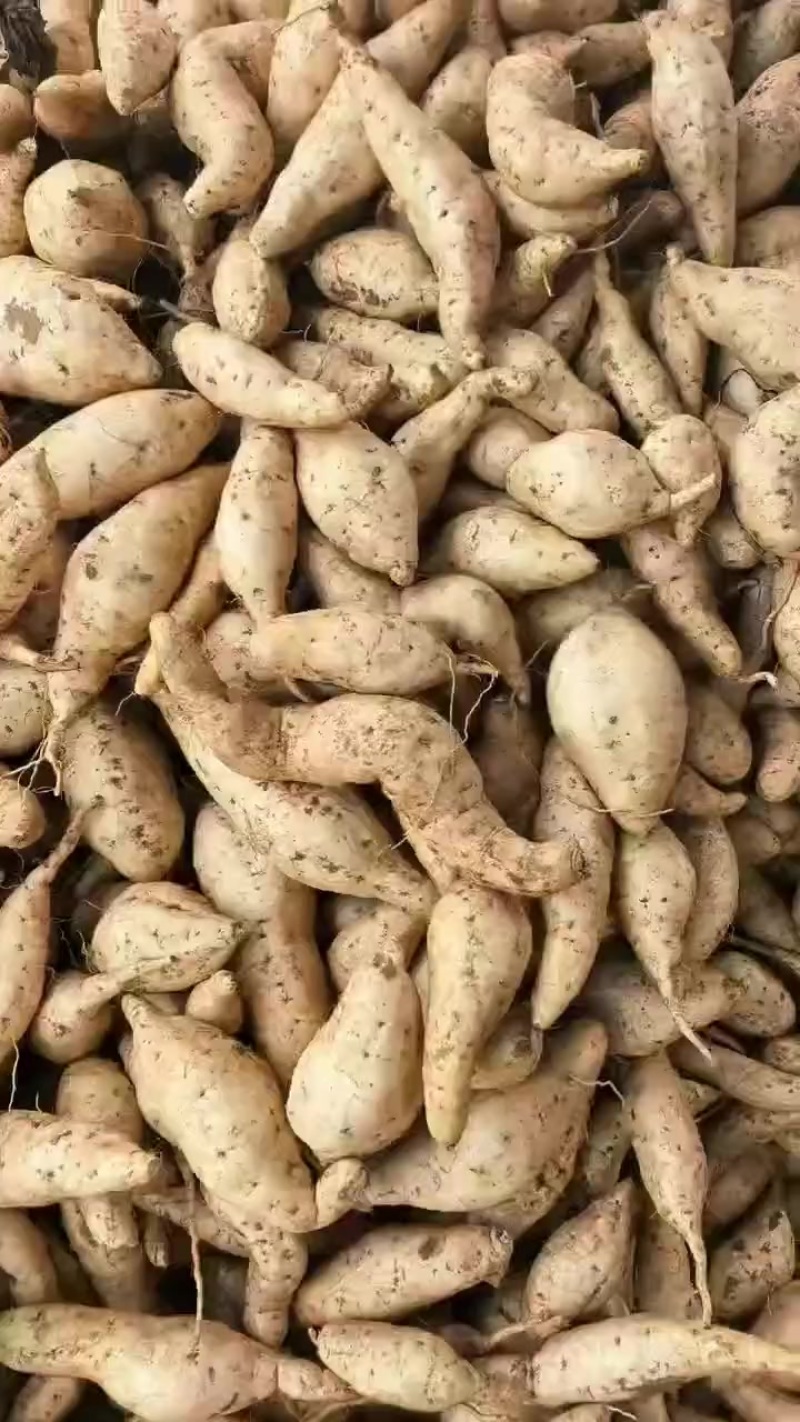 红薯