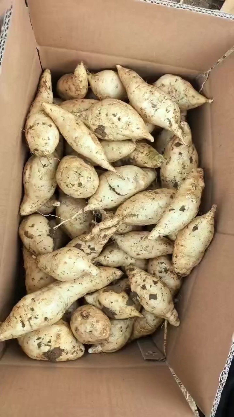 红薯