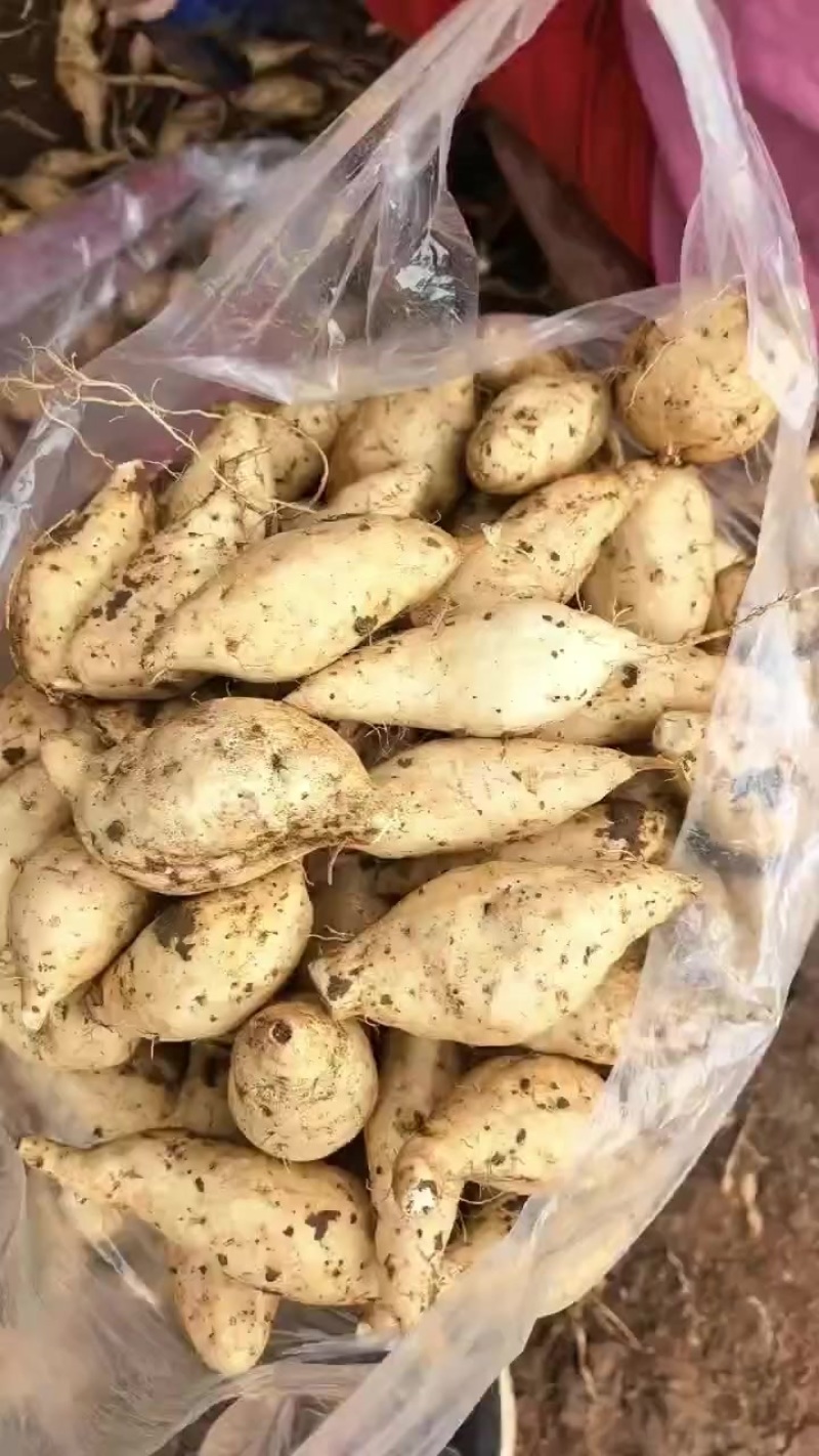 红薯