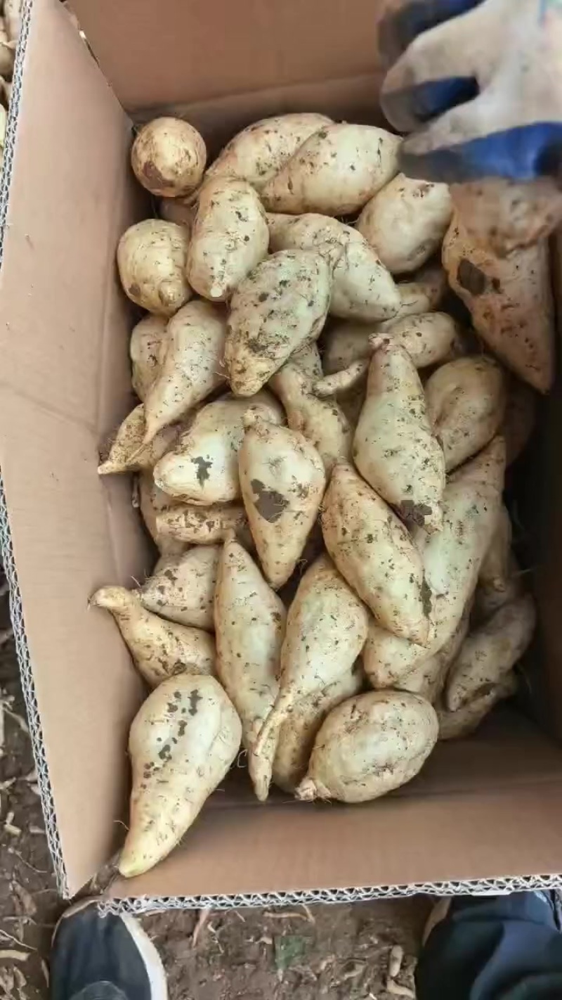 红薯