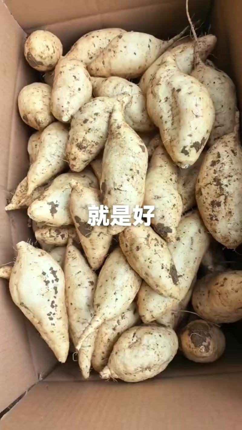 红薯