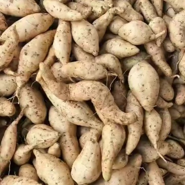 红薯