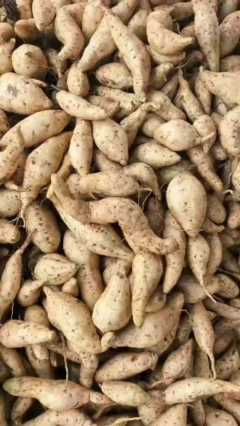红薯