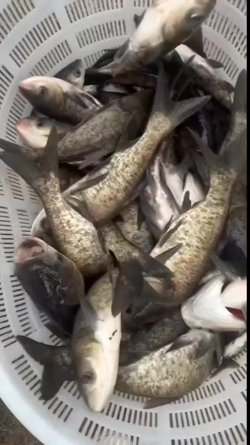 花鲢鱼苗大小规格齐全，量小快递量大水车