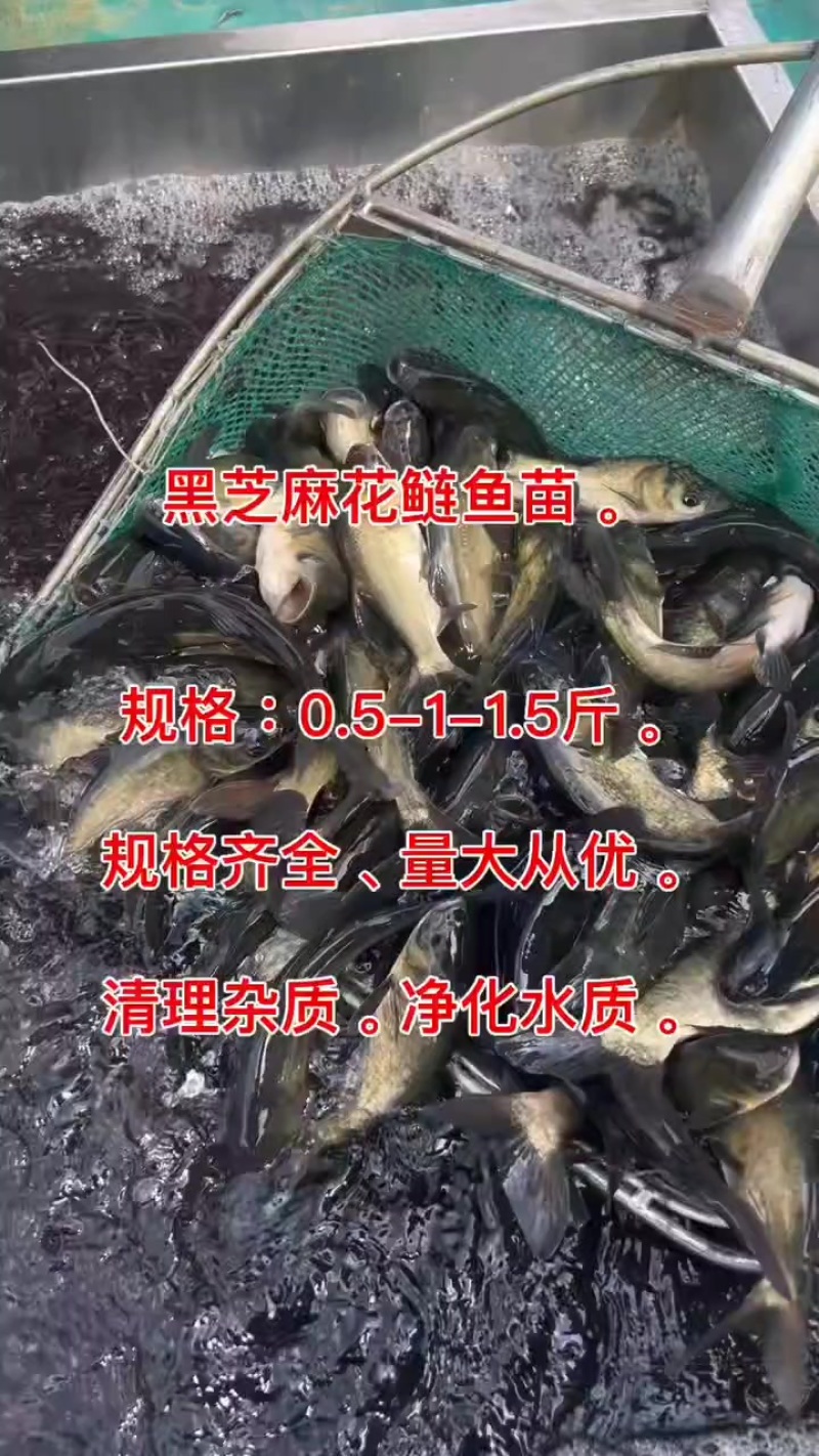 花鲢鱼苗大小规格齐全，量小快递量大水车
