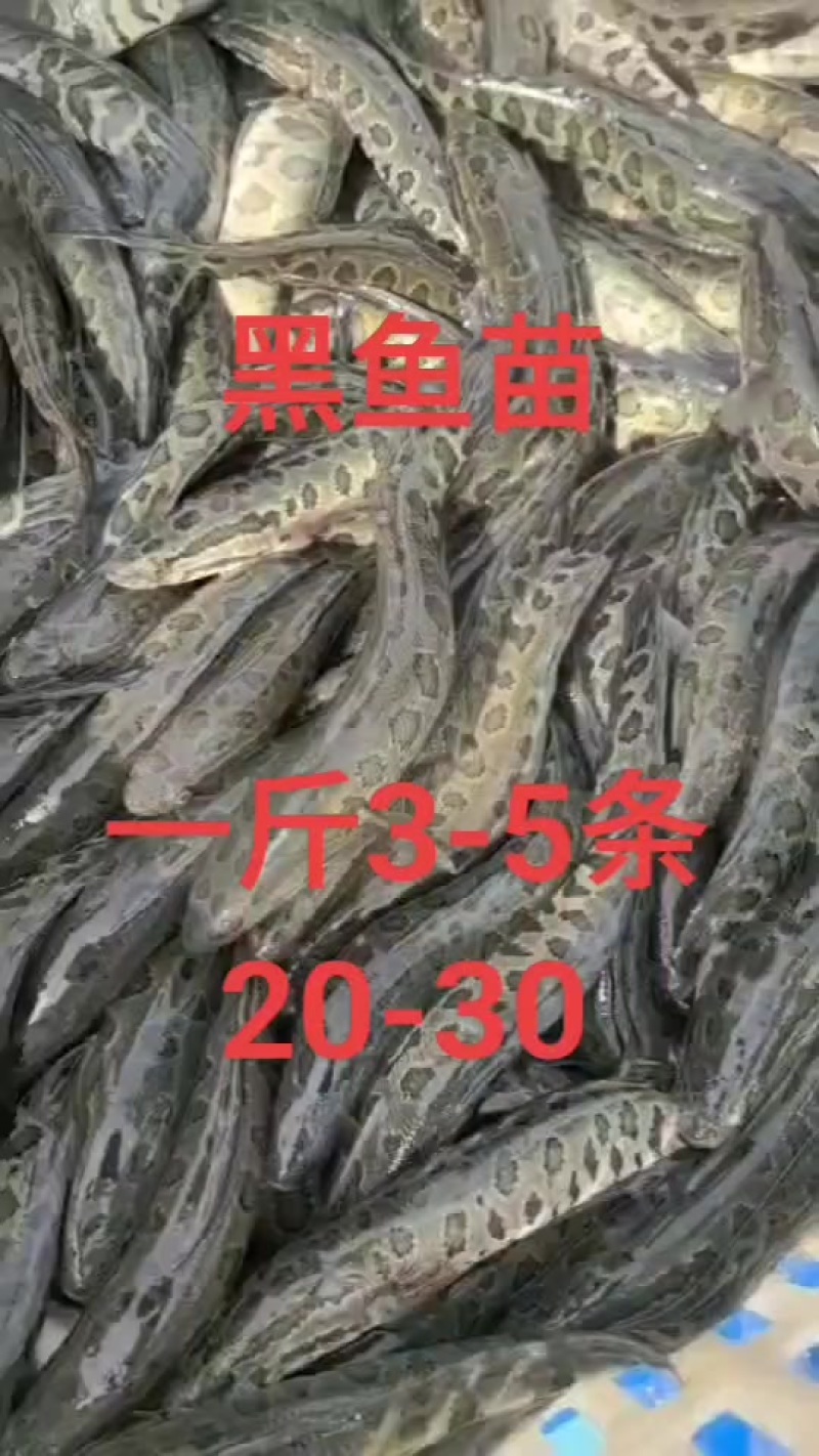 花鲢鱼苗大小规格齐全，量小快递量大水车