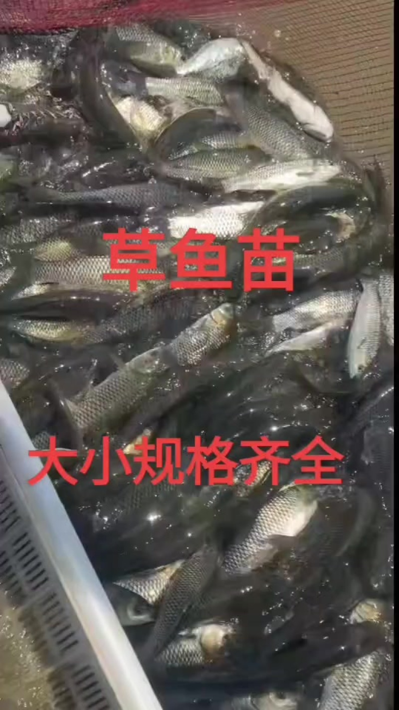 花鲢鱼苗大小规格齐全，量小快递量大水车