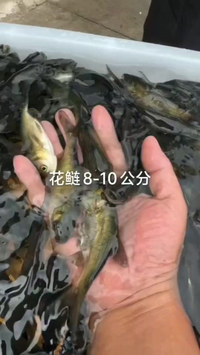 花鲢鱼苗大小规格齐全，量小快递量大水车