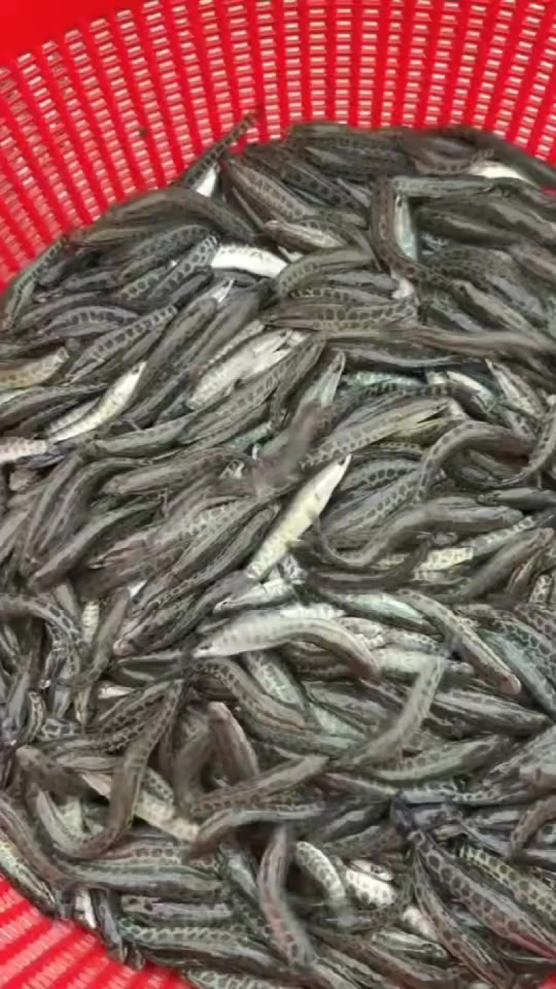 花鲢鱼苗大小规格齐全，量小快递量大水车