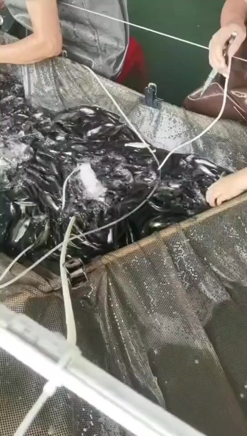 花鲢鱼苗大小规格齐全，量小快递量大水车
