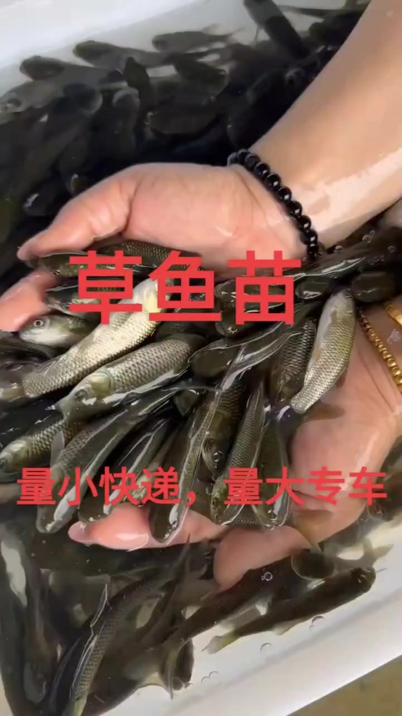 花鲢鱼苗大小规格齐全，量小快递量大水车