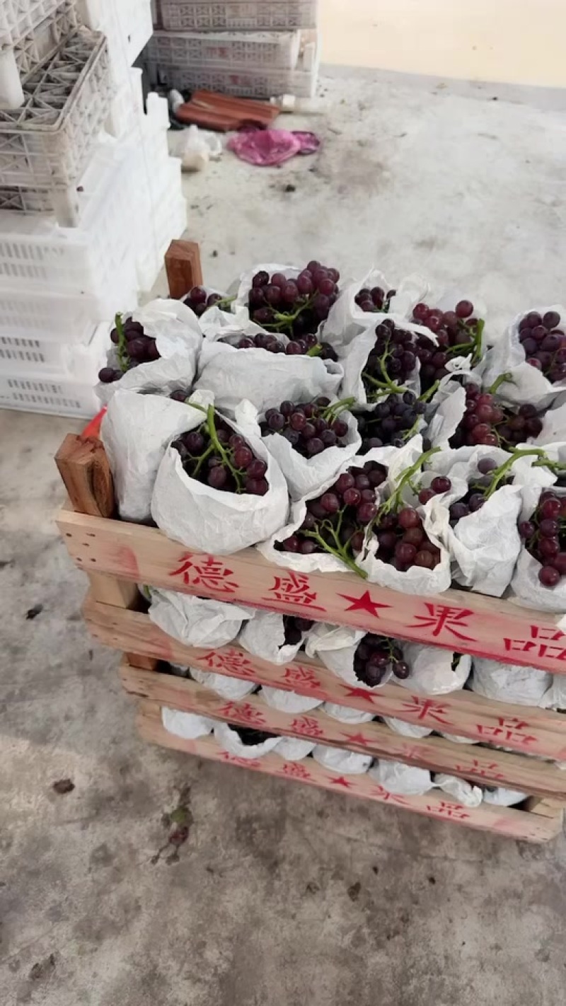 套袋无籽玫瑰香