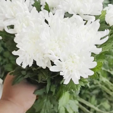 黄白菊自产自销，