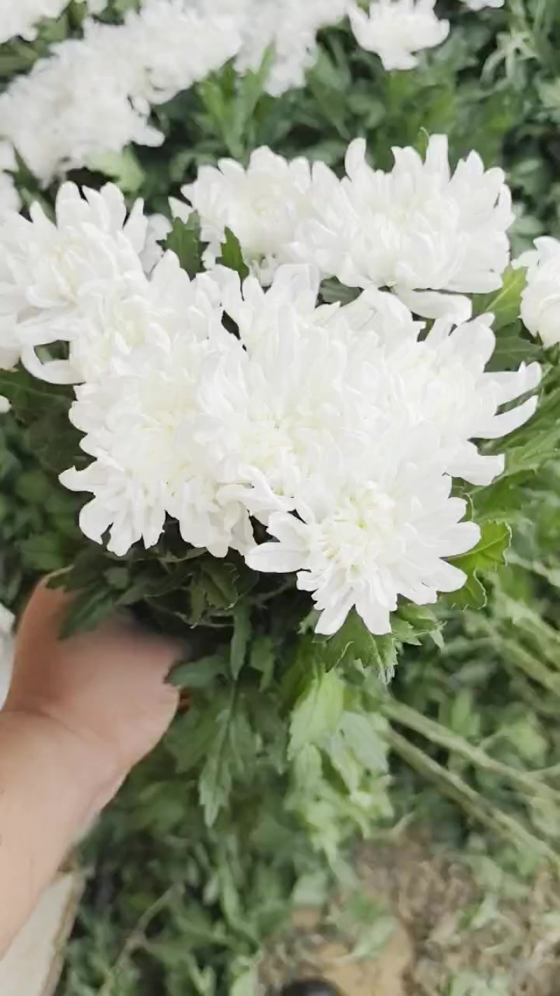 黄白菊自产自销，