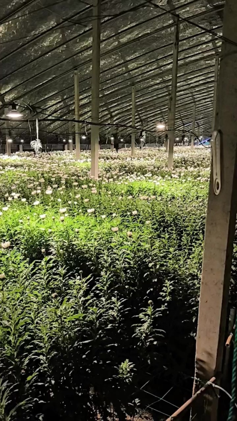 黄白菊自产自销，
