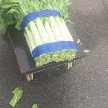 莴苣
