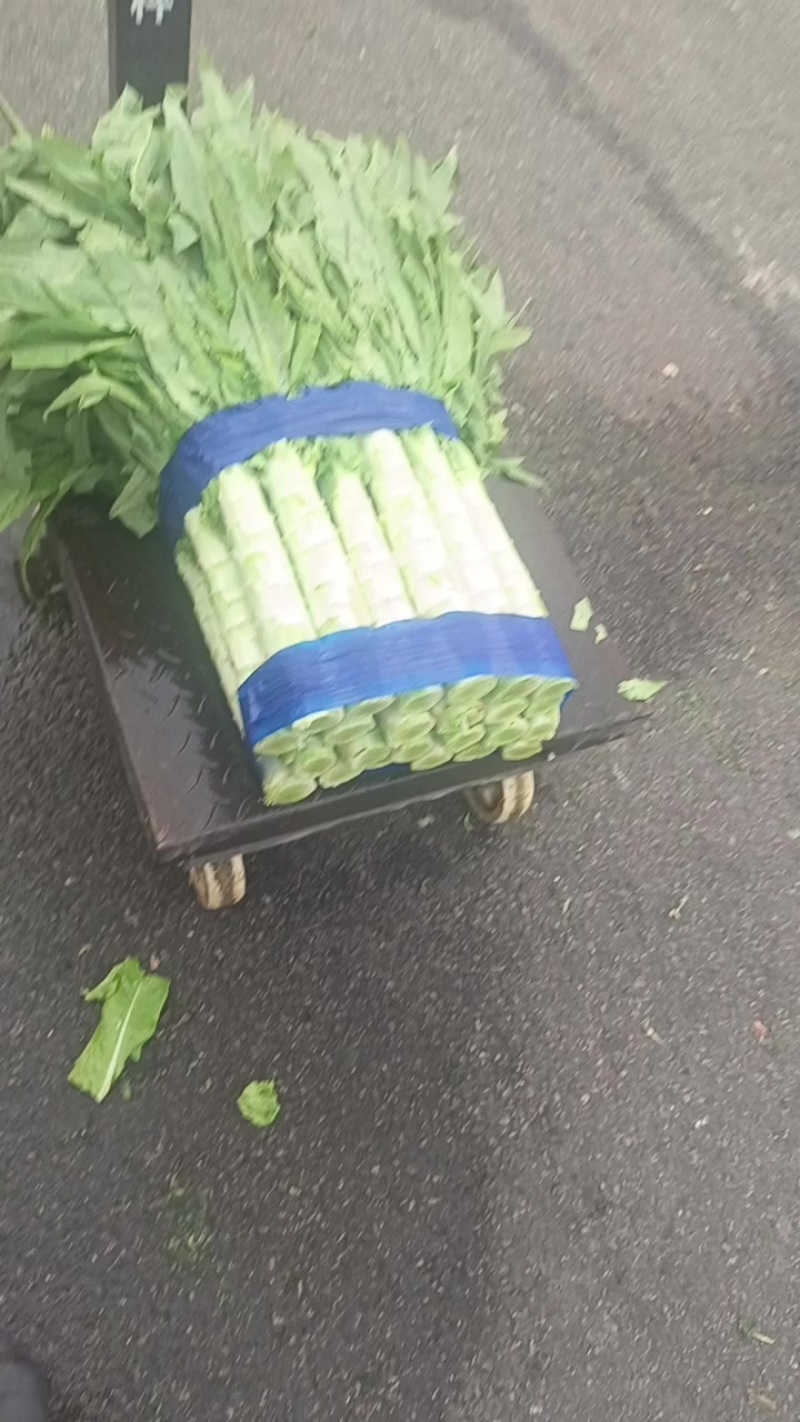 莴苣