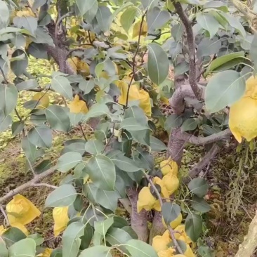 泸西高原梨