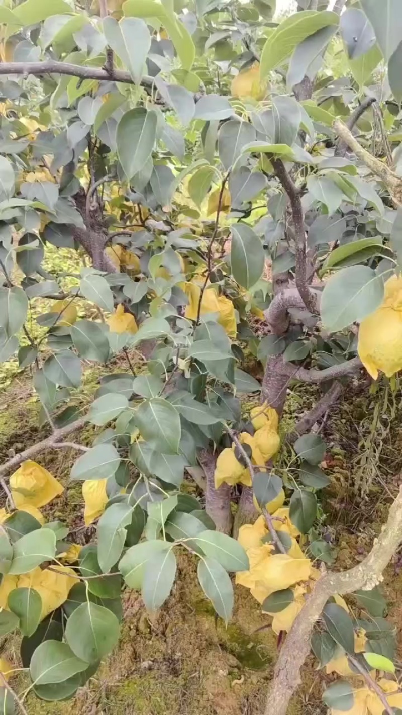 泸西高原梨