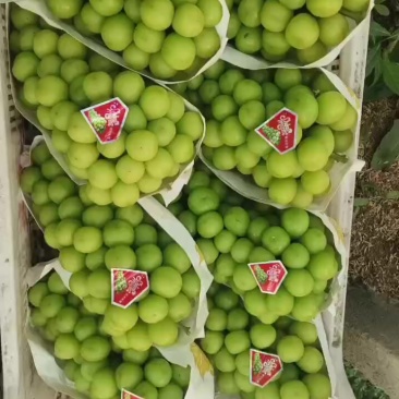 阳光玫瑰