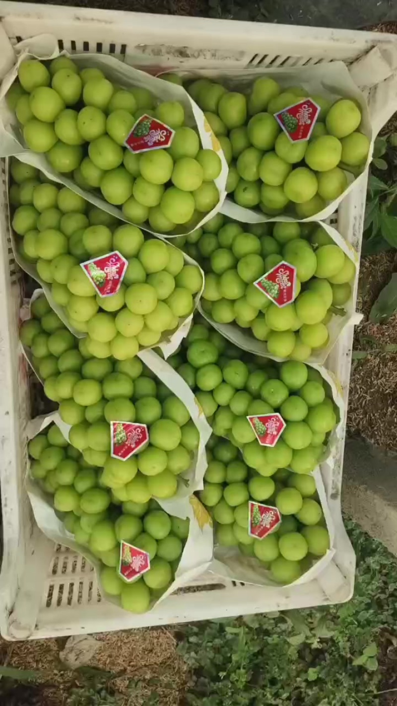 阳光玫瑰