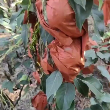 绿宝石梨五万斤
