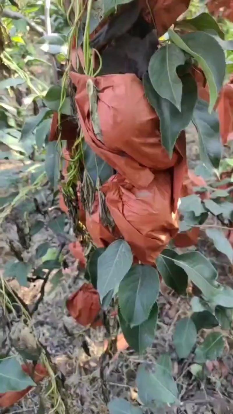 绿宝石梨五万斤