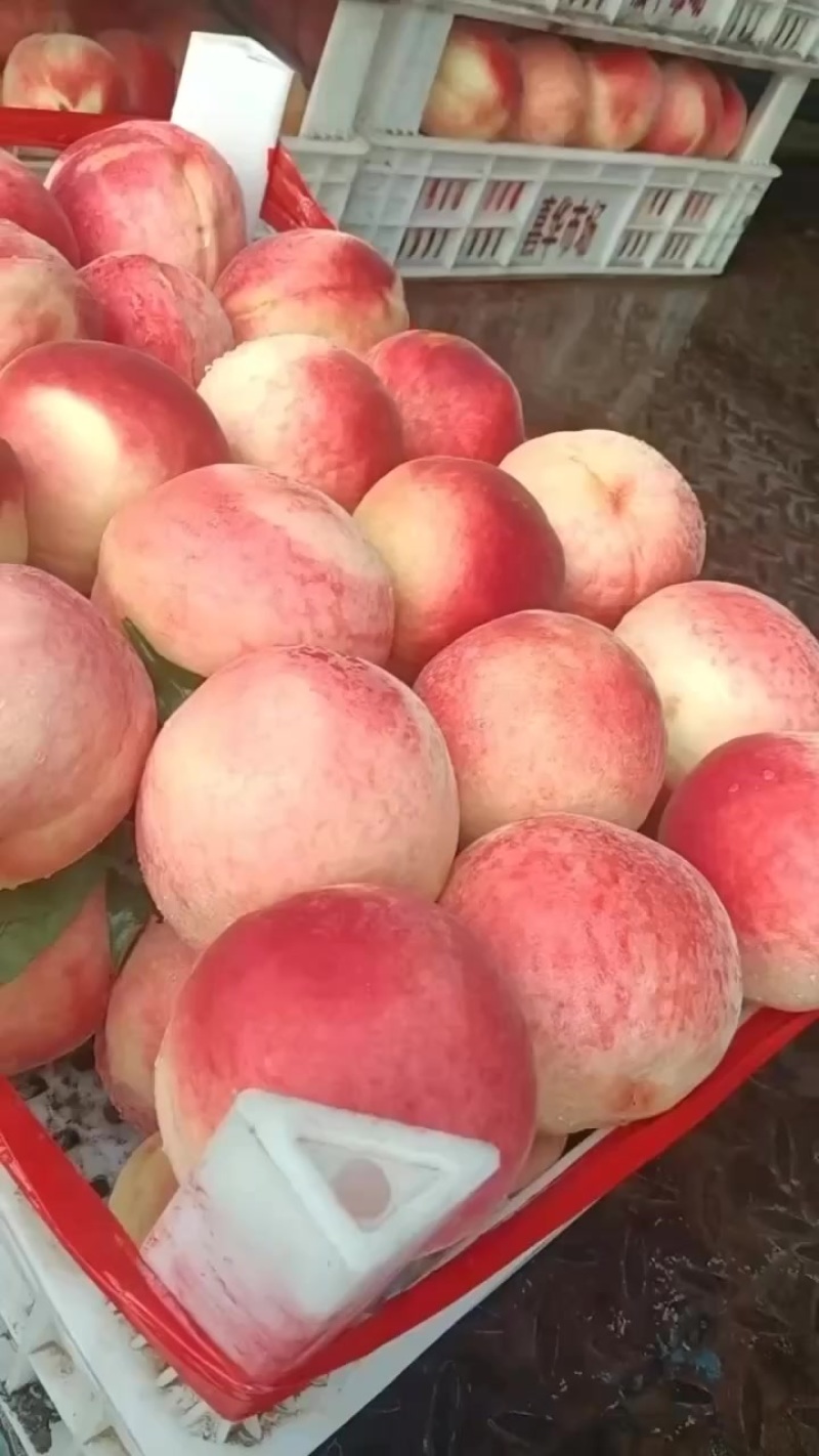 绿化久大量现货