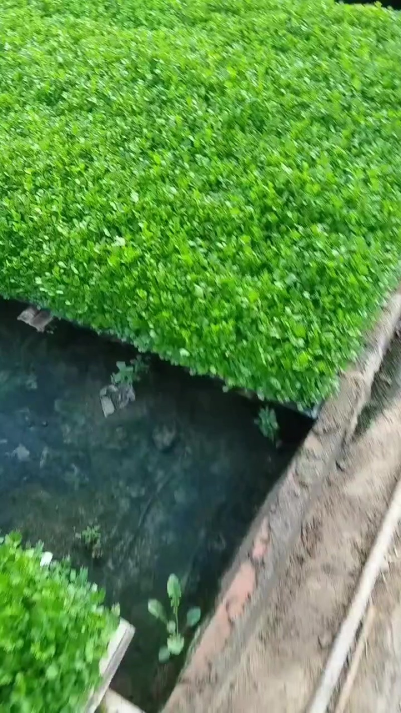 地拔，穴盘苗子