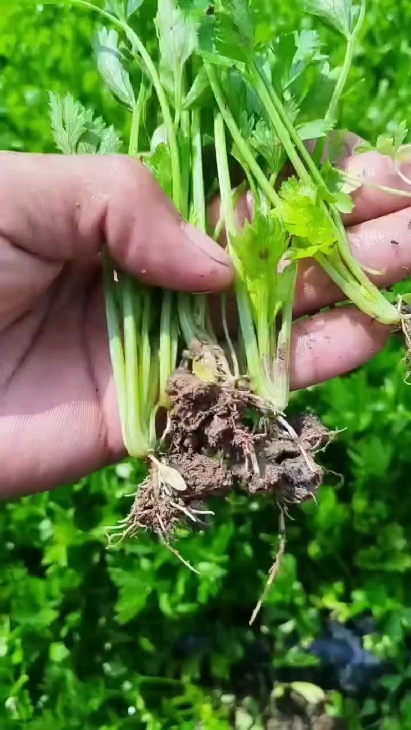 地拔，穴盘苗子